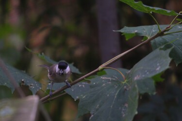 Mésange nonnette 1/10 Photographie intitulée "Mésange nonnette 1/…" par Corentin Thauvin, Œuvre d'art originale, Photographie numérique