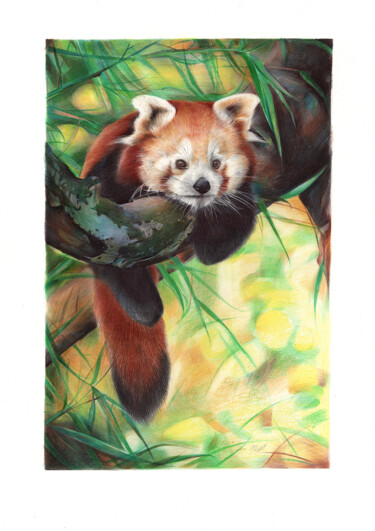Red Panda sleeping on a tree 图画 标题为“Red Panda sleeping…” 由Daria Maier, 原创艺术品, 圆珠笔
