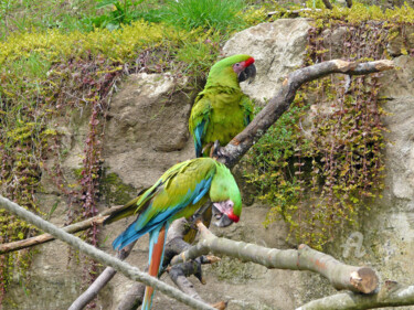 8 tons per cm steady colored ambiguus rare macaw 제목이 "8 tons per cm stead…"인 사진 Cédric Hajiji로, 원작, 디지털