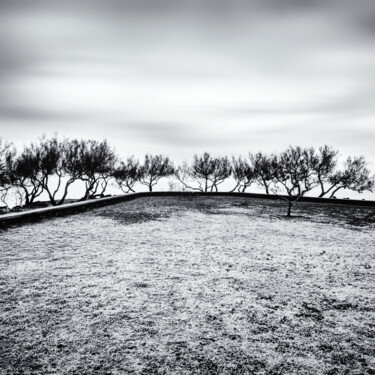 제목이 "Group of trees over…"인 사진 Karim Carella로, 원작, 디지털