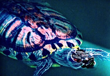 摄影 标题为“Turtle in Turtle Po…” 由Ken Lerner, 原创艺术品, 数码摄影
