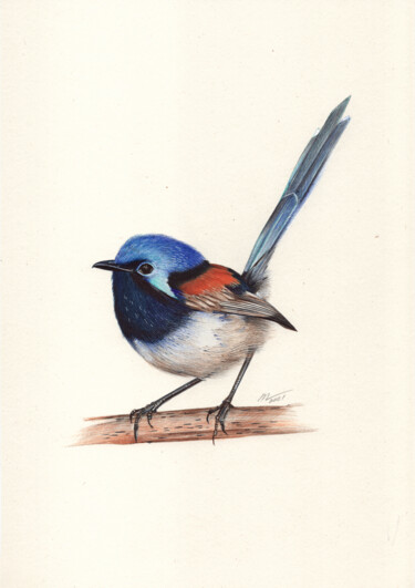 Red-winged Fairywren 图画 标题为“Red-winged Fairywren” 由Daria Maier, 原创艺术品, 圆珠笔