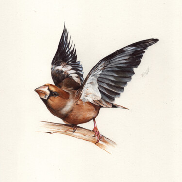 Hawfinch - Bird Portrait 图画 标题为“Hawfinch - Bird Por…” 由Daria Maier, 原创艺术品, 圆珠笔