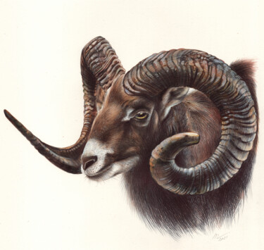 图画 标题为“Mouflon” 由Daria Maier, 原创艺术品, 圆珠笔