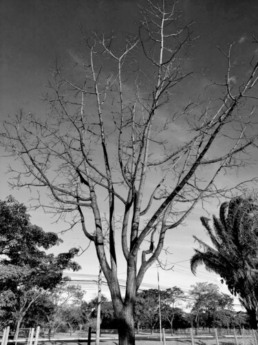 Photography titled "SECAS I" by Halder, Original Artwork, Digital Photography Mounted on Wood Panel