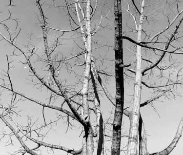Photography titled "SECAS II" by Halder, Original Artwork, Digital Photography Mounted on Wood Panel