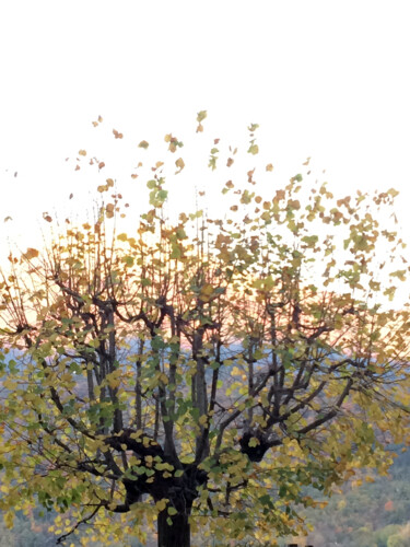 Photography titled "L'arbre d'or" by Camille R., Original Artwork, Non Manipulated Photography