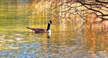 摄影 标题为“A Goose on the Lake…” 由Ken Lerner, 原创艺术品, 数码摄影