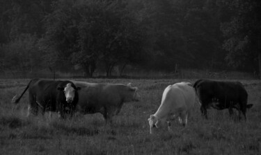 Фотография под названием "2010-08-04" - Doug R. W. Dunigan, Подлинное произведение искусства, Цифровая фотография
