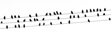 STURNUS VULGARIS 001 - Partition ornithologique Photographie intitulée "STURNUS VULGARIS 00…" par Naep, Œuvre d'art originale, Photographie numérique