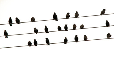 STURNUS VULGARIS 002 - Partition ornithologique Photographie intitulée "STURNUS VULGARIS 00…" par Naep, Œuvre d'art originale, Photographie numérique