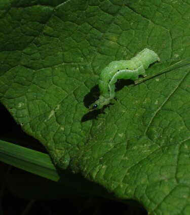 Фотография под названием "2010-07-29" - Doug R. W. Dunigan, Подлинное произведение искусства, Цифровая фотография