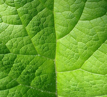 Фотография под названием "2011-05-30" - Doug R. W. Dunigan, Подлинное произведение искусства, Цифровая фотография