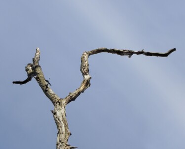 Фотография под названием "2011-04-30 #2" - Doug R. W. Dunigan, Подлинное произведение искусства, Цифровая фотография