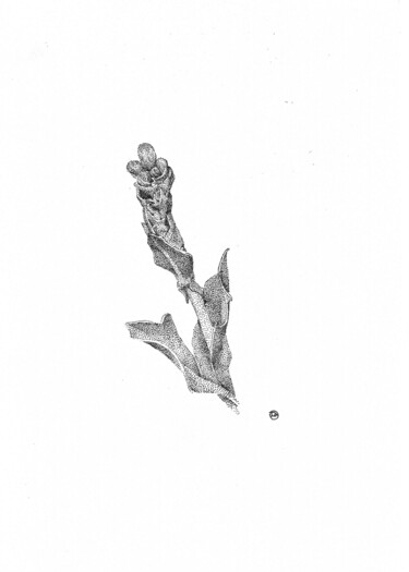 Dibujo titulada "Wild lattuce" por Iana Cherepanska, Obra de arte original, Tinta