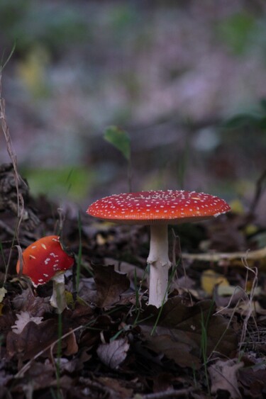 Red spot in the wood Photographie intitulée "Red spot in the wood" par Corentin Thauvin, Œuvre d'art originale, Photographie non manipulée