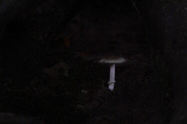 Toad from the dark Photographie intitulée "Toad from the dark" par Corentin Thauvin, Œuvre d'art originale, Photographie non manipulée