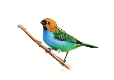 Gilt-edged Tanager - Bird Portrait 图画 标题为“Gilt-edged Tanager…” 由Daria Maier, 原创艺术品, 圆珠笔