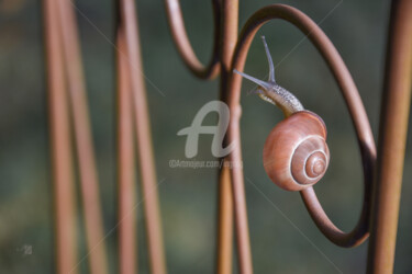 Photography titled "Harmonie..." by Ingridg, Original Artwork, Digital Photography