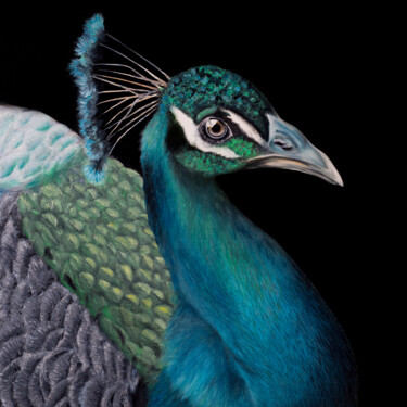 Peafowl 绘画 标题为“Peafowl” 由Svitlana Kalinina, 原创艺术品, 油