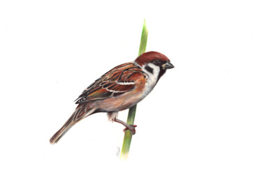 Eurasian Tree Sparrow on a Branch - Bird Portrait 图画 标题为“Eurasian Tree Sparr…” 由Daria Maier, 原创艺术品, 圆珠笔