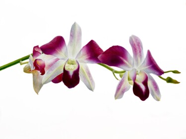Pink orchid (2020) botanical art, watercolor flowers Malerei mit dem Titel "Pink orchid (2020)…" von Alisa Diakova, Original-Kunstwerk, Aquarell