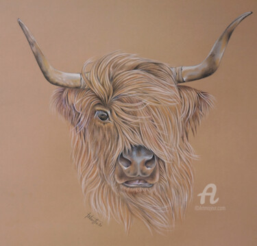 图画 标题为“Vache Highland d'Ec…” 由Bérengère Labarthe (Lab-Art), 原创艺术品, 铅笔
