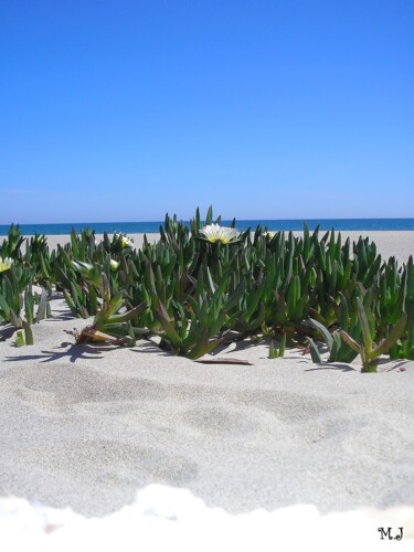 「Succulents on the s…」というタイトルの写真撮影 Armajayによって, オリジナルのアートワーク, デジタル