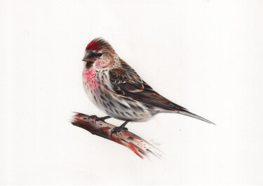 Common Redpoll or Mealy Redpoll - Bird Portrait 图画 标题为“Common Redpoll or M…” 由Daria Maier, 原创艺术品, 圆珠笔