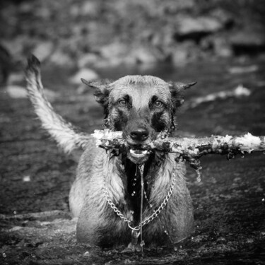 Photography titled "CANIS LUPUS 003 - M…" by Naep, Original Artwork, Digital Photography