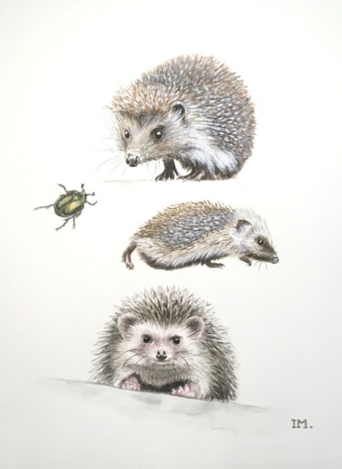 Peinture intitulée "Hėrissons 2" par Isabelle Molinard, Œuvre d'art originale, Aquarelle