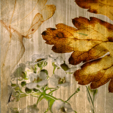 Fotografie getiteld "Transparences-5914" door Josy Moderne, Origineel Kunstwerk, Digitale fotografie