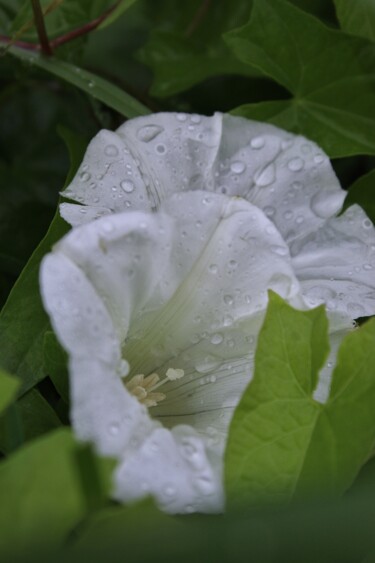 Photography titled "blanche rosée 1/5" by Corentin Thauvin, Original Artwork, Non Manipulated Photography
