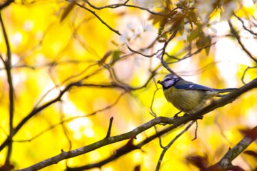 mésange et son butin 1/10 Photographie intitulée "mésange et son buti…" par Corentin Thauvin, Œuvre d'art originale, Photographie non manipulée