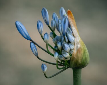 Photographie intitulée "Stand tall" par Chatz Schwab, Œuvre d'art originale, Photographie numérique