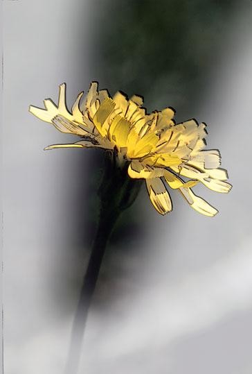 Photography titled "alpine dandelion" by John Stevenson, Original Artwork
