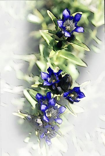 Photography titled "mountain gentian" by John Stevenson, Original Artwork