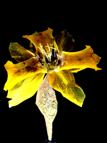 Photographie intitulée "Fragile robe de pap…" par Yog-Sothoth, Œuvre d'art originale, Photographie numérique