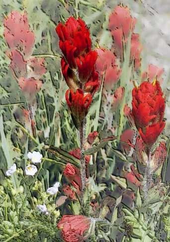 Photography titled "paintbrush I" by John Stevenson, Original Artwork