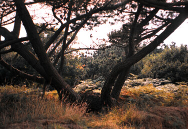 제목이 "Arbres noirs"인 사진 Camille R.로, 원작, 조작되지 않은 사진