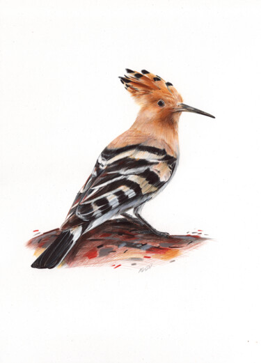 Eurasian Hoopoe - Bird Portrait 图画 标题为“Eurasian Hoopoe - B…” 由Daria Maier, 原创艺术品, 圆珠笔