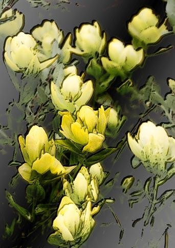 Photography titled "paintbrush II" by John Stevenson, Original Artwork