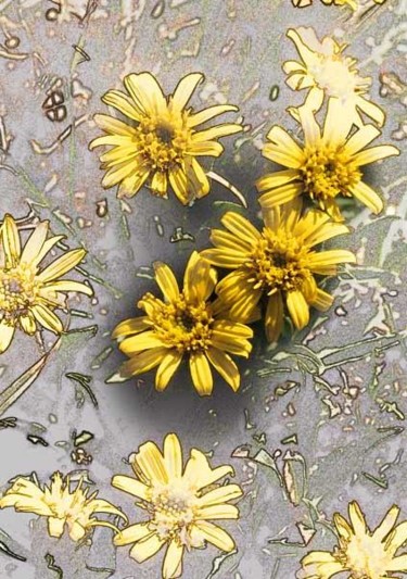 Photography titled "goldenweed" by John Stevenson, Original Artwork