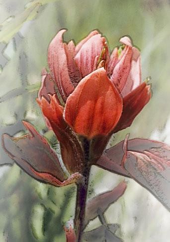 Photography titled "paintbrush III" by John Stevenson, Original Artwork