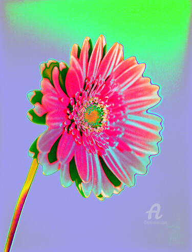 제목이 "MacGerbera1"인 사진 Gerhard Bumann로, 원작, 조작된 사진