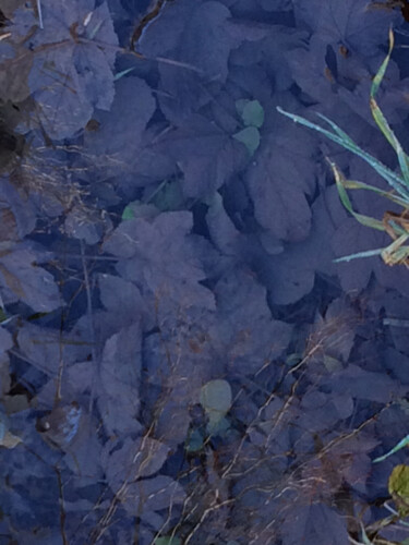 摄影 标题为“Feuilles violettes” 由Camille R., 原创艺术品, 非操纵摄影
