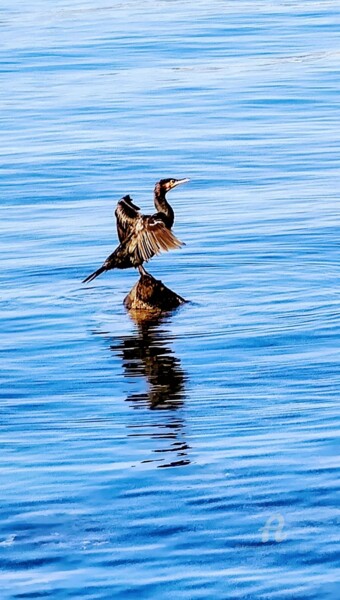 Le Cormoran au Cap d'Antibes Photographie intitulée "Le Cormoran au Cap…" par Patrice Le Gall, Œuvre d'art originale, Photographie non manipulée