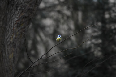Fotografia zatytułowany „Common blue tit” autorstwa Magdalena Mienko, Oryginalna praca, Fotografia cyfrowa