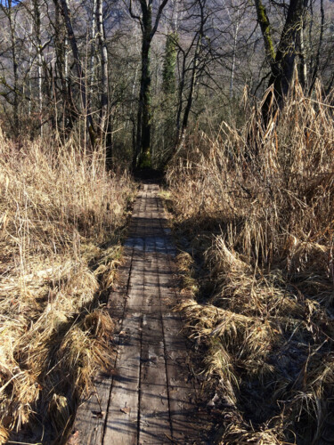 Photography titled "Un chemin dans les…" by Camille R., Original Artwork, Non Manipulated Photography