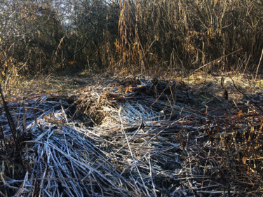 Photography titled "Les roseaux couchés" by Camille R., Original Artwork, Non Manipulated Photography